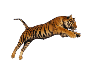 Hypnose Tiger